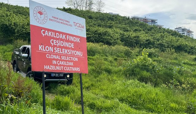 Giresun'da "Çakıldak Fındık"tan yeni çeşit elde etme projesi sürüyor