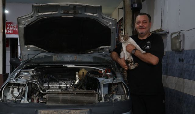 Motor ustasının "Psikopat" kedisi sanayinin maskotu oldu