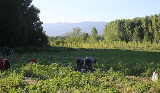 Niksar'da 30 bin ton civarında kuru soğan rekoltesi elde edilmesi bekleniyor