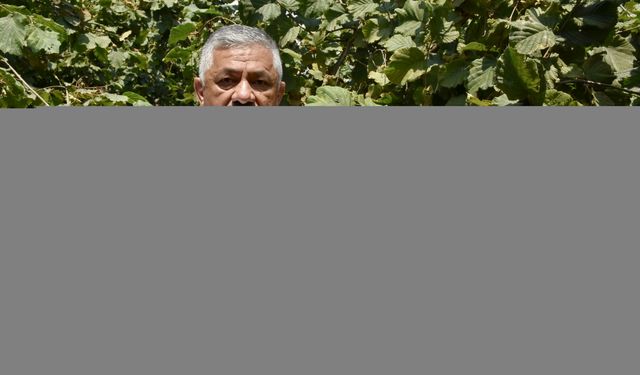 Ordu'da sahil kesiminde fındık hasadına 4 Ağustos'ta başlanacak