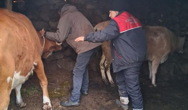 Rize'de büyükbaş ve küçükbaş hayvanlara şap aşısı yapıldı