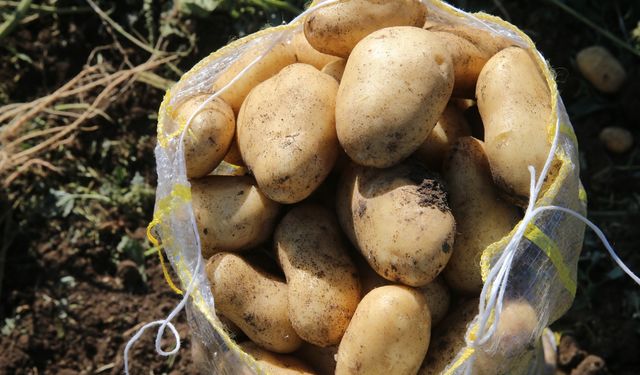 Tokat'ın Niksar ilçesinde 30 bin ton patates rekoltesi bekleniyor