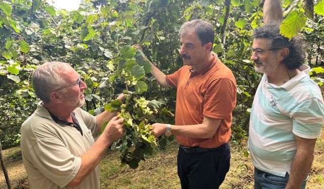 Akçaabat Ziraat Odası Başkanı Eyüpoğlu'dan, fındık hasadında zaman ve teknik uyarısı