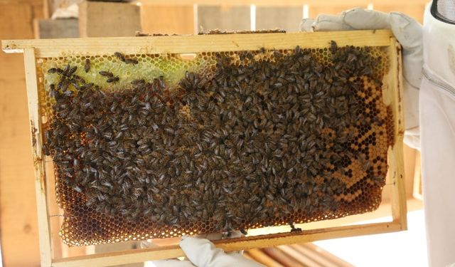 Artvin'de bal fiyatları belirlendi