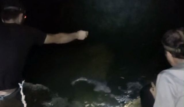 KARADENİZ EREĞLİ'DE KÖPEK BALIĞI YAVRUSU KAMERALARA YANSIDI