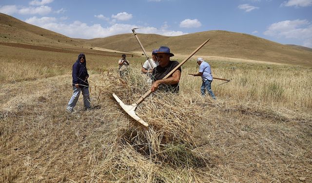Bayburt'ta asırlık tarım aletleriyle buğday hasadı yapıldı
