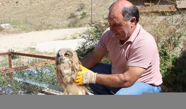 Bayburt'ta yaralı bulunan puhu tedavi altına alındı