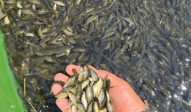 Bolu'da üretilen sazan yavruları Ankara ve Kırıkkale'de salındı