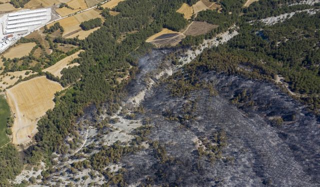 Bolu'daki orman yangınına ilişkin 1 zanlı tutuklandı