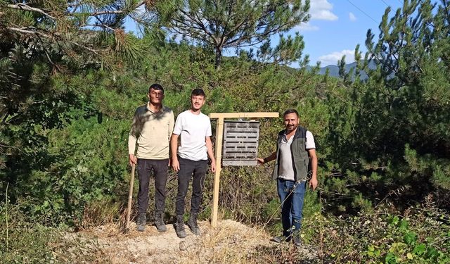 Göynük'te ormanları korumak için biyolojik mücadele başlatıldı