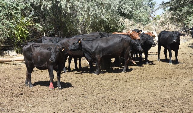 Gümüşhane'de Kırsalda Bereket Hayvancılığa Destek Projesi çalışmaları sürüyor