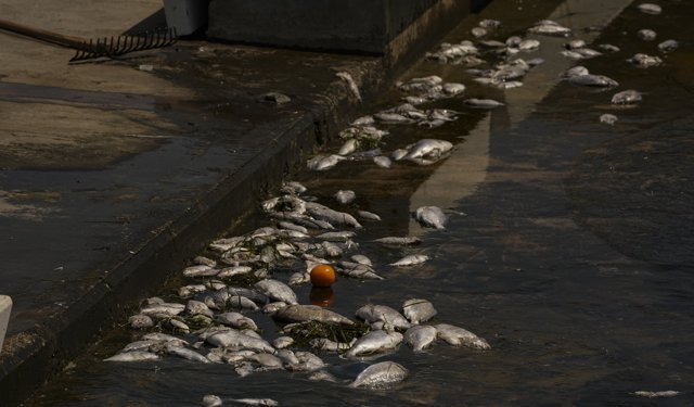 İzmir Körfezi'nde yeniden başlayan balık ölümleri sürüyor
