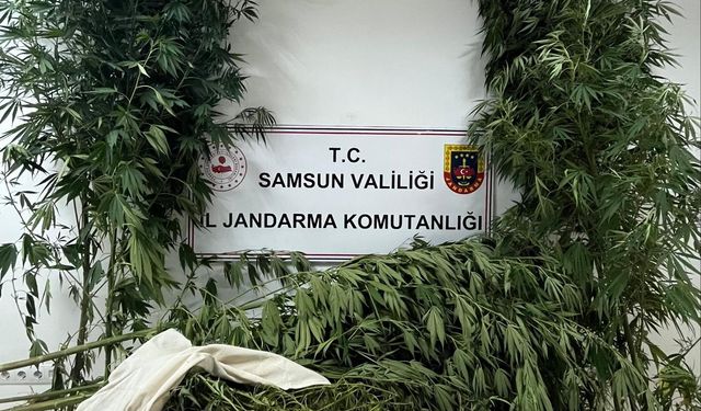 Samsun'da 1 kilo 354 gram kubar esrar ele geçirildi