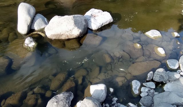 Samsun'da Yeşil deresindeki balık ölümleriyle ilgili inceleme başlatıldı