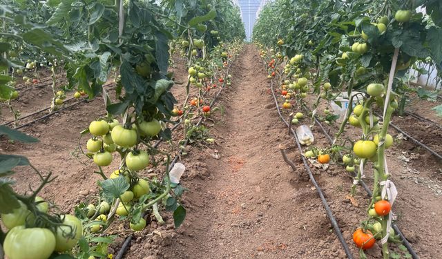 Seracılık hayalini 60 yaşında gerçekleştirdi