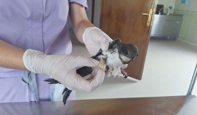 Yaralı bulunan ak karınlı ebabil Kızılırmak Deltası'ndaki klinikte tedavi ediliyor