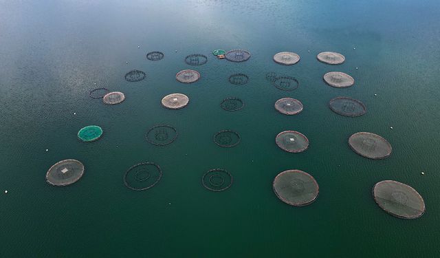 Bayburt'ta yetiştirilen Türk somonlarının Rusya'daki sofralara yolculuğu başladı