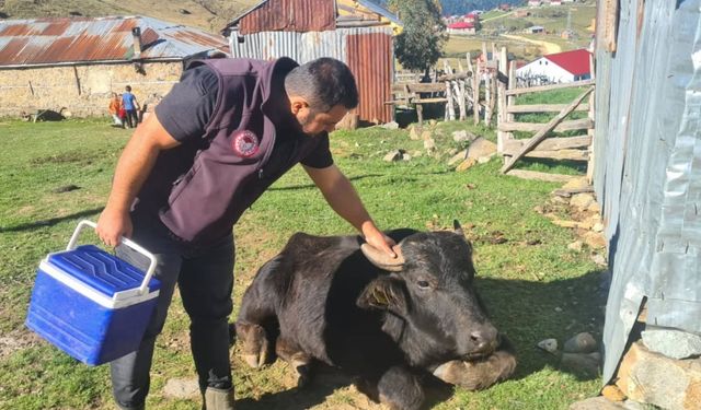 Espiye'de şap aşısı ve küpeleme çalışması yapıldı