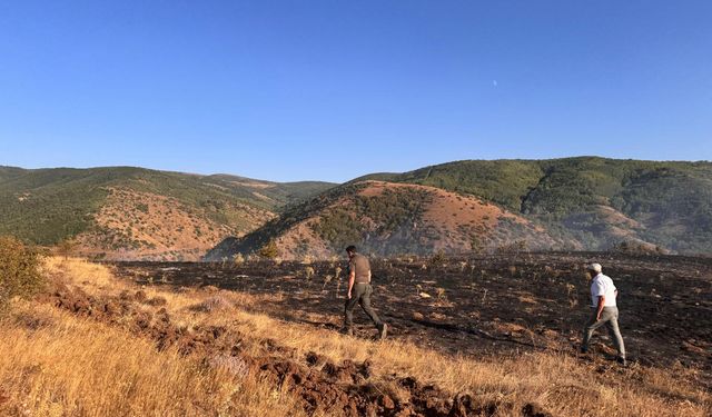 Tokat'ta çıkan orman yangınında 2 hektarlık alan zarar gördü