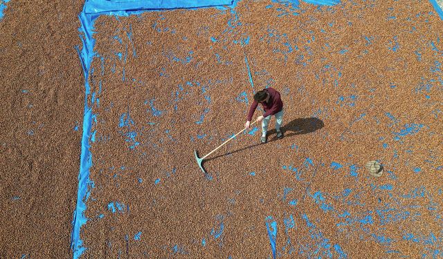 Trabzonlu üreticiler eğimli arazilerinde kurutamadıkları fındıklarını Bayburt'a taşıdı