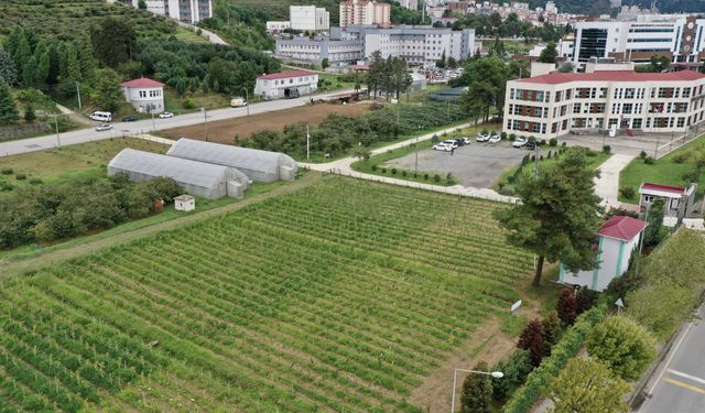 Yüksek verimlilik ve dona dayanıklılık için 4 binin üzerinde fındık bitkisi incelenecek