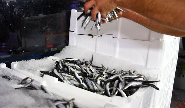 HAMSİ BOLLUĞU YÜZLERİ GÜLDÜRDÜ