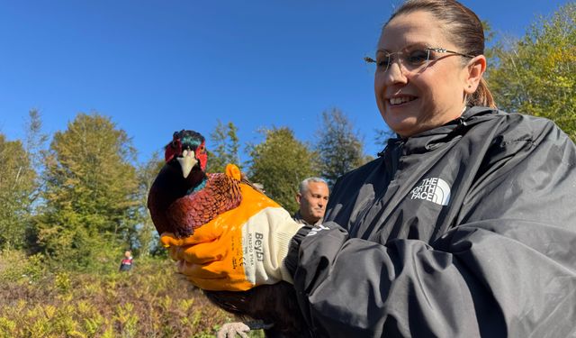 Bartın'da kahverengi kokarcayla mücadele kapsamında 250 sülün doğaya salındı