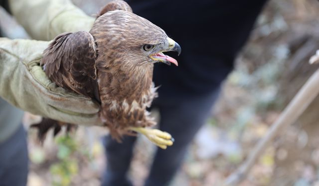 Bayburt'ta bulunan yaralı şahin tedavi altına alındı