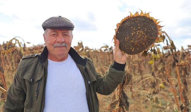 Bayburt'ta ekim alanı genişleyen çerezlik ayçiçeği üreticinin yüzünü güldürdü