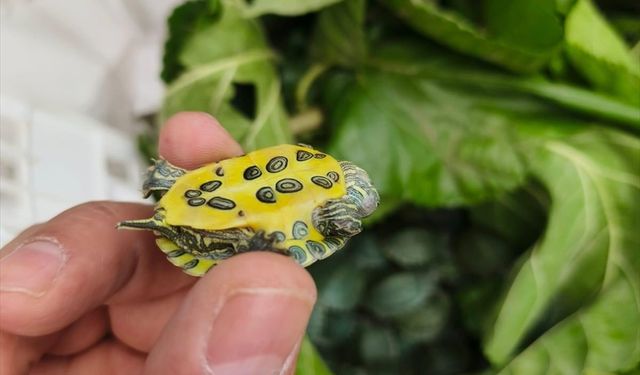 YOLCU OTOBÜSÜNDE 500 KAPLUMBAĞA ELE GEÇİRİLDİ