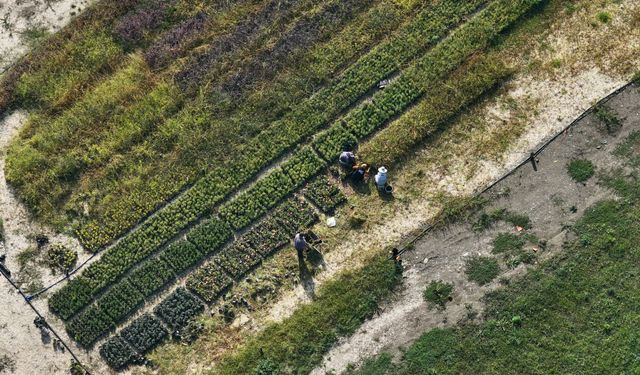 Düzce'de 200 dönüm atıl arazi kadın ve gençlerin elinde değer kazandı