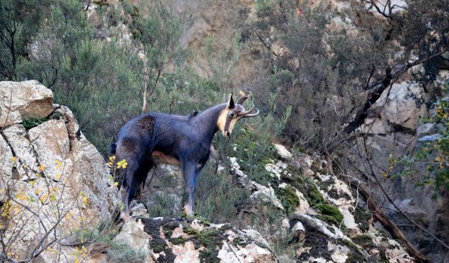 Gümüşhane'de çengel boynuzlu dağ keçileri görüntülendi