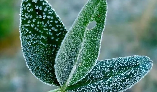 ZONGULDAK İÇİN ZİRAİ DON UYARISI