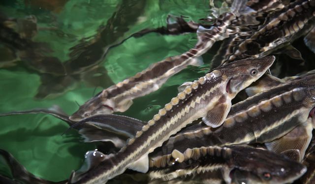 Nesli tükenme tehlikesi altındaki mersin balığını korumak için 15 yıldır çalışıyorlar