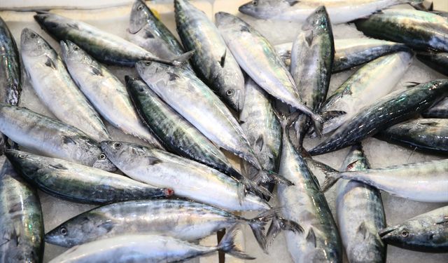 Ordu'da palamudun tanesi 150 liradan satılıyor