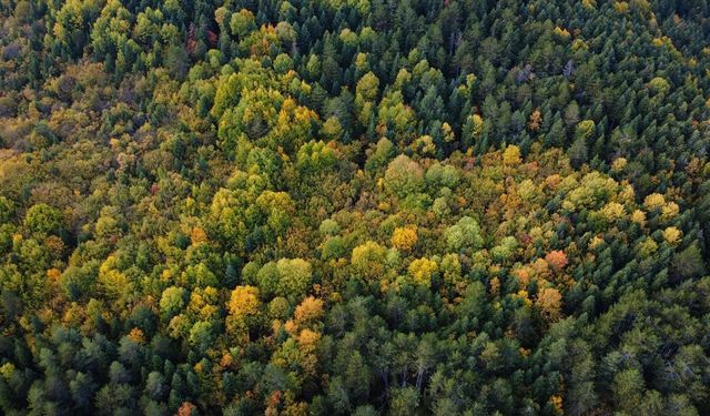 ALAPLI ORMAN İŞLETME MÜDÜRLÜĞÜ