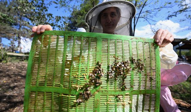 Özel bireyler TÜBİTAK destekli projeyle arıların dünyasını keşfediyor