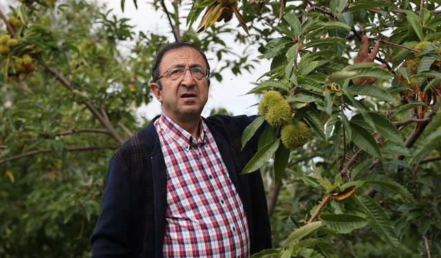 Samsun'da kestane kanseri ve gal arısı zararlısına dayanıklı türler üretiliyor