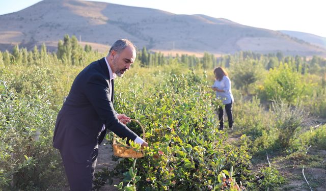 'Süper meyve' aronya Bayburt topraklarına uyum sağladı