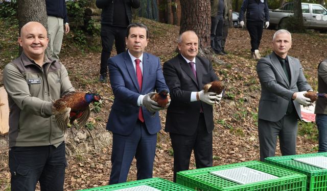 Ünye'de kahverengi kokarcaya karşı doğaya 200 sülün salındı