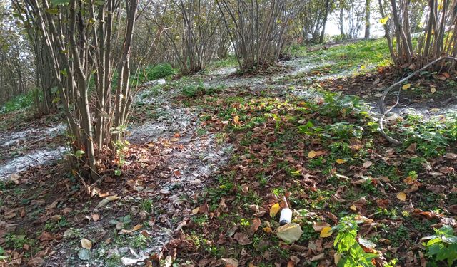 Akçaabat Ziraat Odası Başkanı Eyüpoğlu'ndan fındık üreticilerine bakım uyarısı