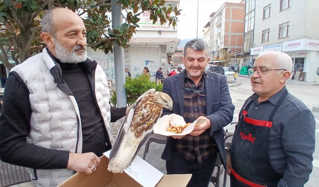 Amasya'da yaralı bulunan kızıl şahin koruma altına alındı