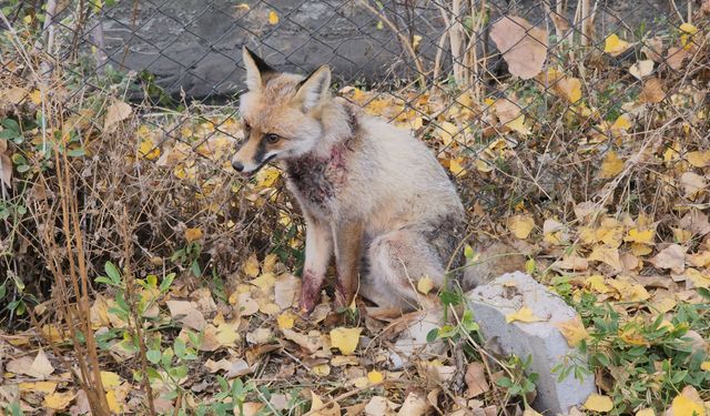 Amasya'da yaralı halde okul bahçesine sığınan tilki koruma altına alındı