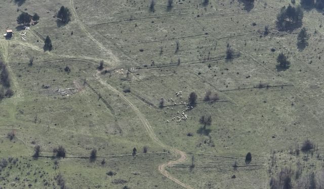 Bolu'da kaybolan 30 küçükbaş hayvan dronla bulundu