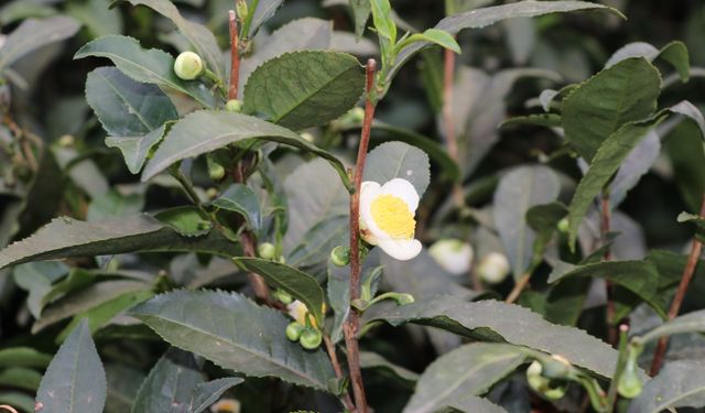 ÇAYMER, bu yıl 50 kilogram çiçek çayı üretti