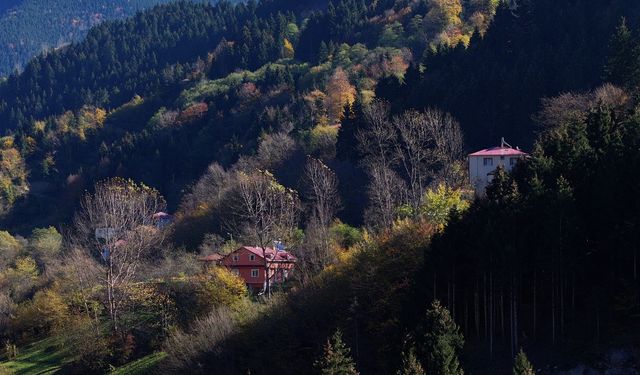 Dağların eteğindeki Hamsiköy oyuk ağaçlarıyla fotoğraf tutkunlarına alternatif sunuyor