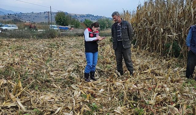 Göynücek'te dane mısır hasadı denetlendi