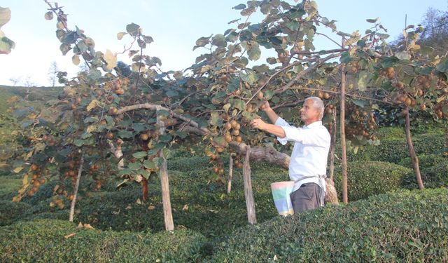 Güce'de kivi hasadı başladı