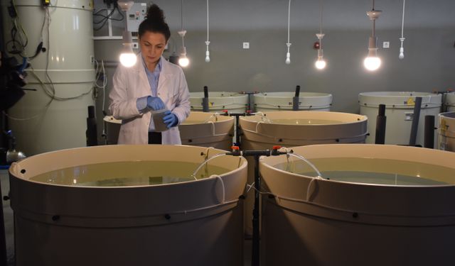 Kalkan balığının sürekliliği için 28 yılda 120 bin yavruyu Karadeniz'e bıraktılar