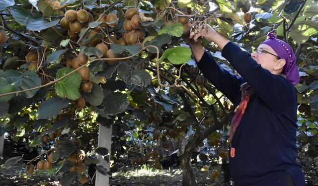Ordu'da üreticiler tescilli kivide hasada devam ediyor